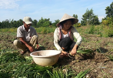 Xa vời giấc mơ giảng đường với nữ sinh đi cắt huệ thuê